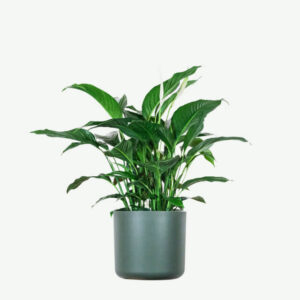 Home plants ecommerce product featured img 15